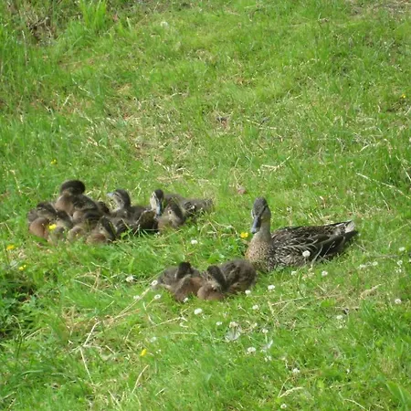 Kompleks wypoczynkowy Nelijaerve Centre