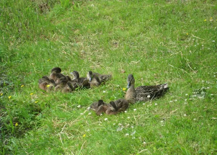 Holiday park Nelijaerve Centre